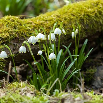 Leucojum vernum - Märzbecher