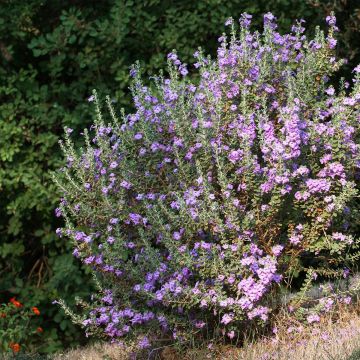 Leucophyllum langmaniae - Texas-Silberblatt