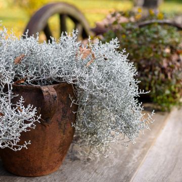 Leucophyta brownii - Stacheldrahtpflanze