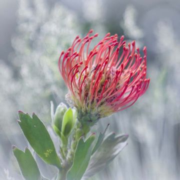 Leucospermum Ayoba Red - Gärtnerprotee