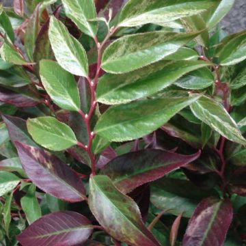 Traubenheide Rainbow - Leucothoe fontanesiana