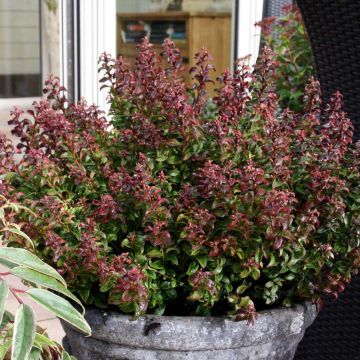 Traubenheide Twisting Red - Leucothoe axillaris