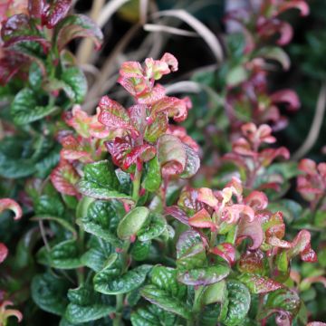 Traubenheide Curly Red - Leucothoe axillaris