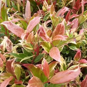 Traubenheide Color Diamond - Leucothoe fontanesiana