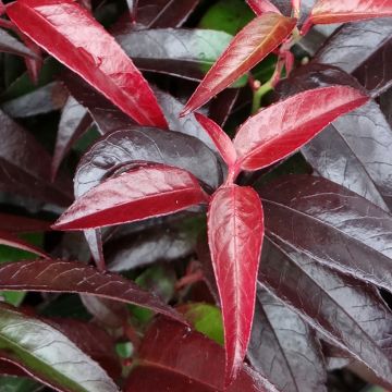 Traubenheide Crimson Globe - Leucothoe fontanesiana