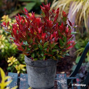 Traubenheide Little Flames - Leucothoe fontanesiana