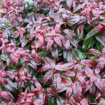 Traubenheide Dark Diamond - Leucothoe fontanesiana