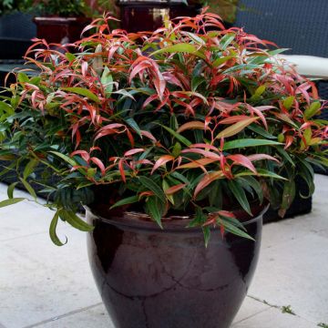 Leucothoe keiskei Burning Love