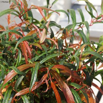 Traubenheide Halloween - Leucothoe keiskei