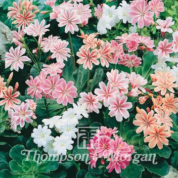 Lewisia cotyledon Galaxy Mixed (Samen) - Bitterwurz