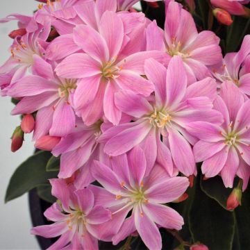 Lewisia cotyledon Rose Pink - Bitterwurz