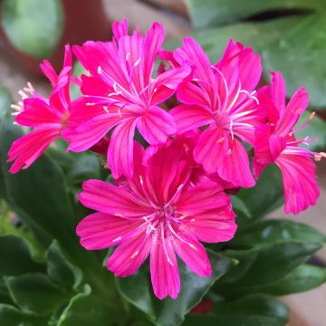 Lewisia cotyledon Ruby Red - Bitterwurz