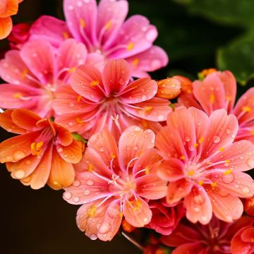 Lewisia cotyledon en mélange