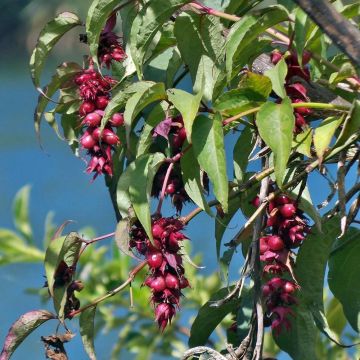 Leycesteria formosa - Buntdachblume