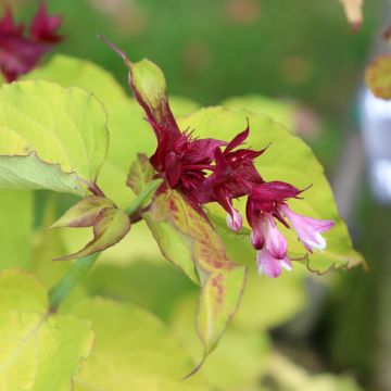 Leycesteria formosa Golden Lanterns - Arbre aux faisans