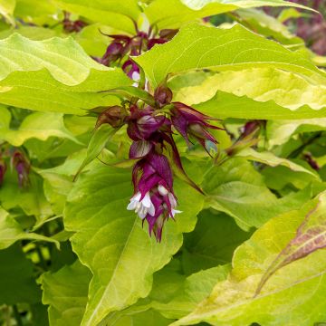 Leycesteria formosa Little Lanterns - Buntdachblume