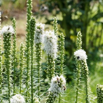 Ährige Prachtscharte Floristan Weiß - Liatris spicata