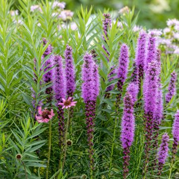 Ährige Prachtscharte - Liatris spicata