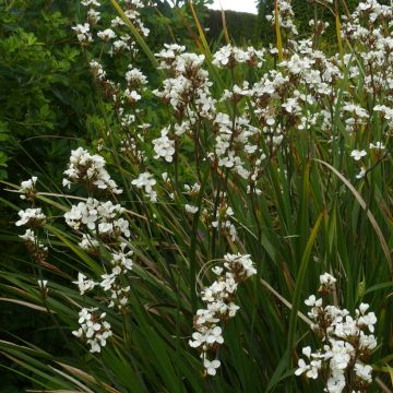 Libertia formosa - Iris du Chili