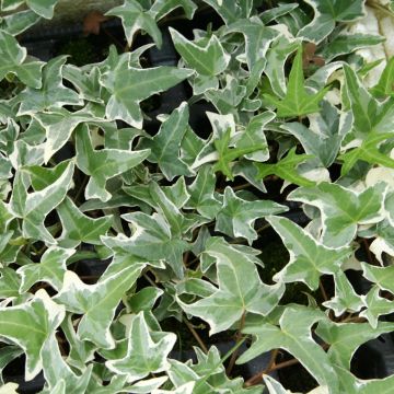 Efeu Sagittifolia Variegata - Hedera helix