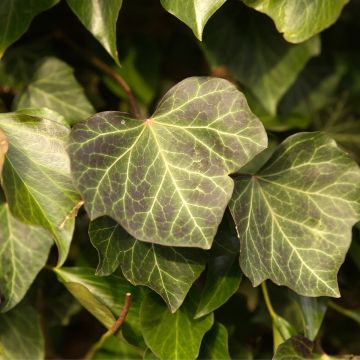 Efeu Woerner - Hedera helix