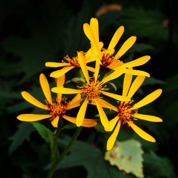 Ligularia Gregynog Gold - Goldkolben