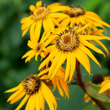 Ligularia dentata Desdemona - Strauß-Goldkolben