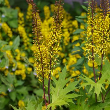 Ligularia przewalskii - Kerzen-Greiskraut