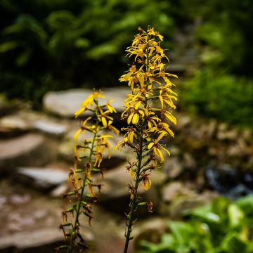 Ligularia sibirica - Sibirischer Goldkolben