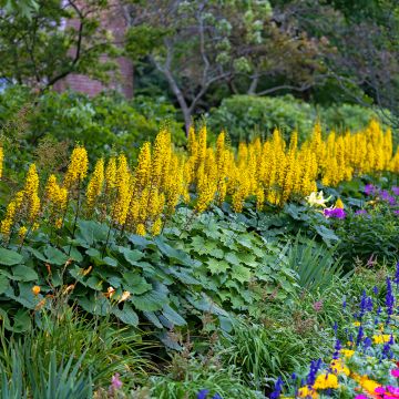 Ligularia stenocephala Little Rocket - Kerzen-Goldkolben