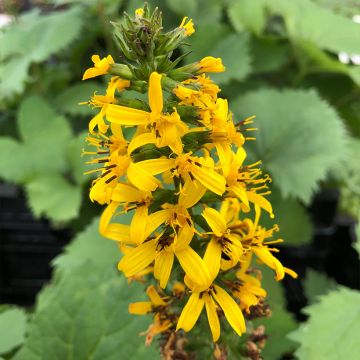 Ligularia stenocephala The Rocket - Kerzen-Goldkolben