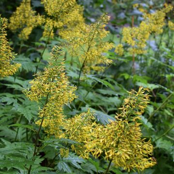 Ligularia tangutica - Goldkolben