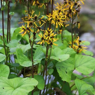 Ligularia hessei Lanternchern - Hesses-Goldkolben