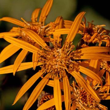 Ligularia Osiris Fantaisie - Goldkolben