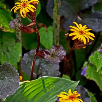 Ligularia dentata Britt-Marie Crawford - Strauß-Goldkolben