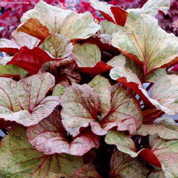 Ligularia dentata Garden Confetti - Strauß-Goldkolben