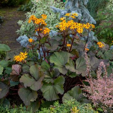 Ligularia dentata - Strauß-Goldkolben