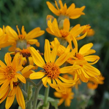 Ligularia palmatiloba - Palmblatt-Goldkolben