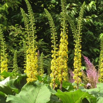 Ligularia veitchiana veitchiana - Goldkolben