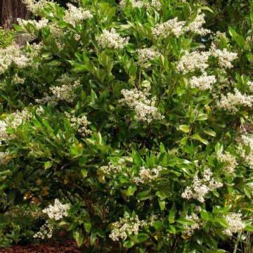 Japanischer Liguster Korean Dwarf - Ligustrum japonicum