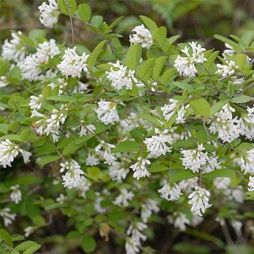 Stumpfblättriger Liguster Ilvomassi Massif - Ligustrum obtusifolium