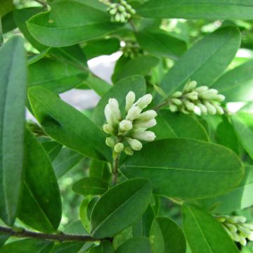 Stumpfblättriger Liguster Regelianum - Ligustrum obtusifolium