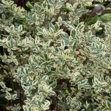 Weißgerandeter Ovalblättriger Argenteum - Ligustrum ovalifolium