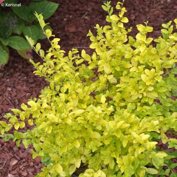 Chinesischer Liguster Sunshine - Ligustrum sinense