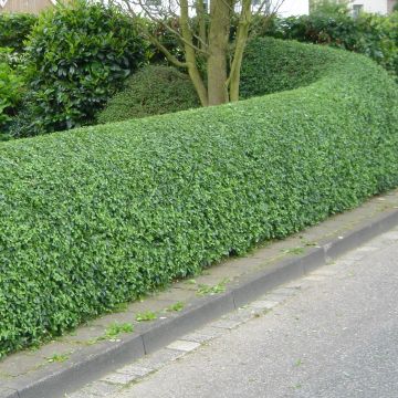 Schwarzgrüner Liguster Atrovirens - Ligustrum vulgare