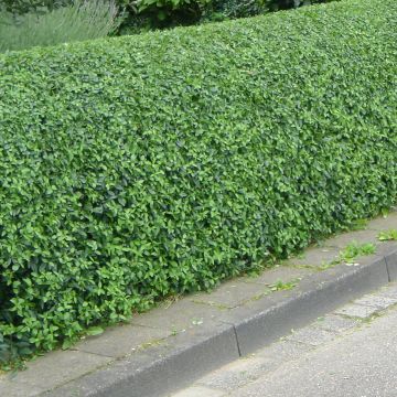 Zwergliguster Lodense - Ligustrum vulgare