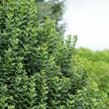 Gemeiner Liguster Straight Talk - Ligustrum vulgare