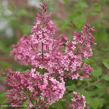 Syringa Pink Perfume - Zwerg-Duftflieder