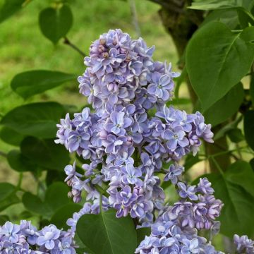 Edelflieder Capitaine Baltet - Syringa vulgaris