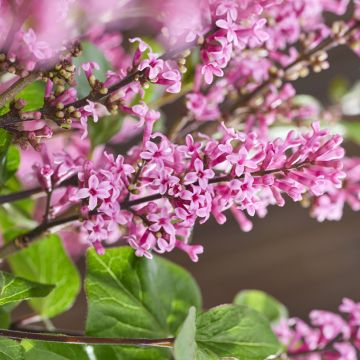 Lilas nain - Syringa meyeri Little Rosie